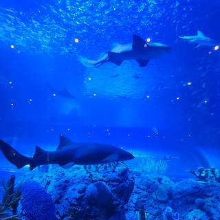 Sharks core wallpaper