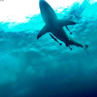 Sharks core wallpaper