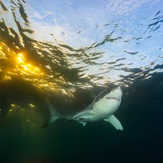 Sharks core wallpaper