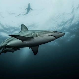 Sharks core wallpaper