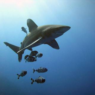 Sharks core wallpaper