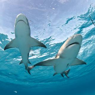 Sharks core wallpaper