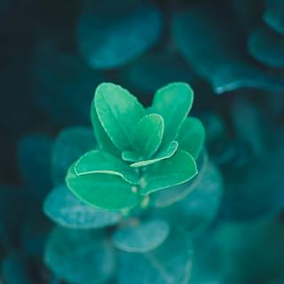 Greenish blue wallpaper