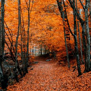 Arkansas autumn 2560x1600 wallpaper