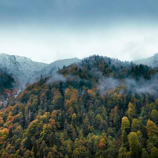 Fog autumn desktop wallpaper