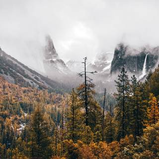 Fog autumn desktop wallpaper