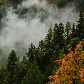 Fog autumn desktop wallpaper