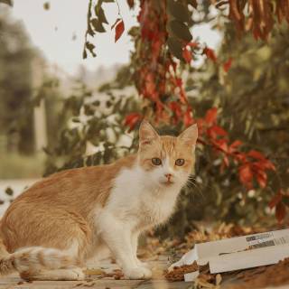 Autumn cat phone wallpaper