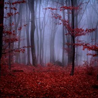 Fog autumn desktop wallpaper