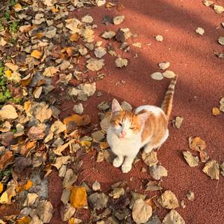 Autumn cat phone wallpaper