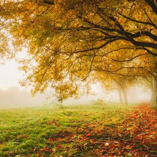 Fog autumn desktop wallpaper
