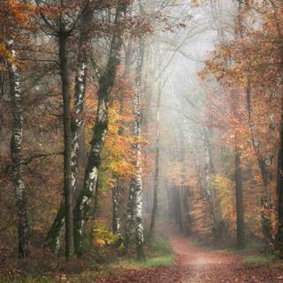 Autumn fall forest wallpaper