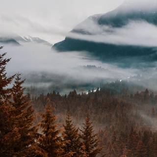 Autumn fall forest wallpaper