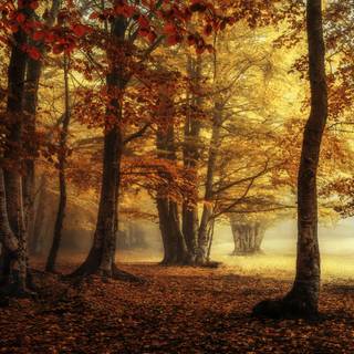 Fog autumn desktop wallpaper