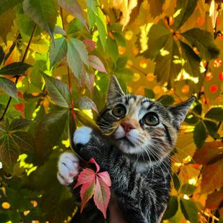 Autumn cat phone wallpaper