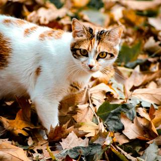 Autumn cat phone wallpaper