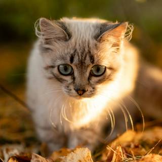 Autumn cat phone wallpaper