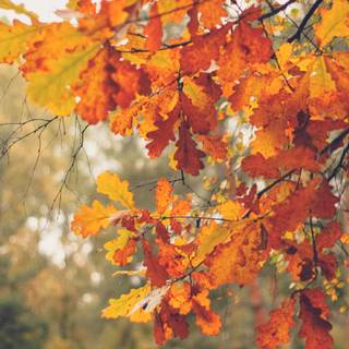 Cozy autumn 2k wallpaper