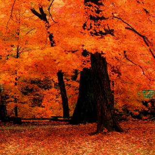 2560x1440 autumn orange wallpaper