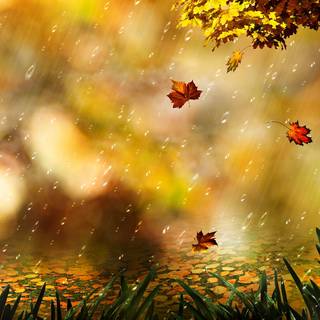 Autumn rain laptop wallpaper