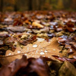 Autumn rain laptop wallpaper