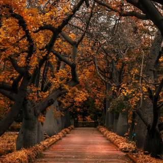 2560x1440 autumn orange wallpaper