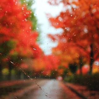 Autumn rain laptop wallpaper