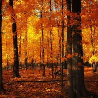 2560x1440 autumn orange wallpaper