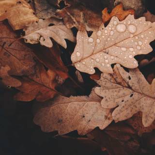 Autumn rain laptop wallpaper