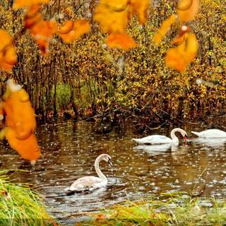 Autumn rain laptop wallpaper