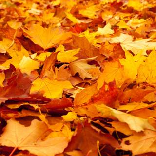 2560x1440 autumn orange wallpaper