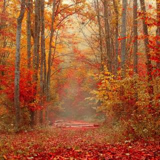 2560x1440 autumn orange wallpaper