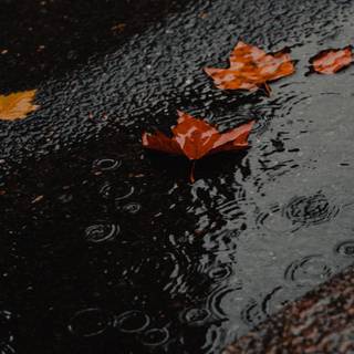 Autumn rain laptop wallpaper