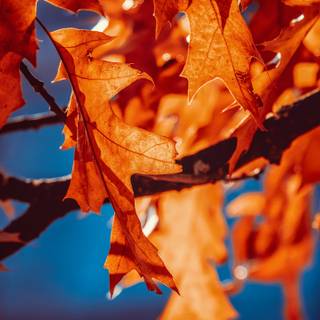 2560x1440 autumn orange wallpaper