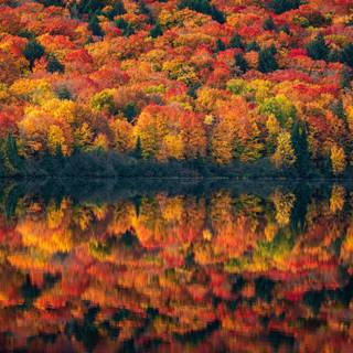 2560x1440 autumn orange wallpaper