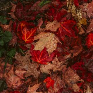 Autumn rain laptop wallpaper