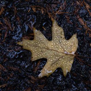 Autumn rain laptop wallpaper