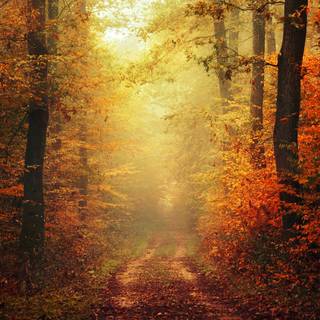 Fog autumn desktop wallpaper