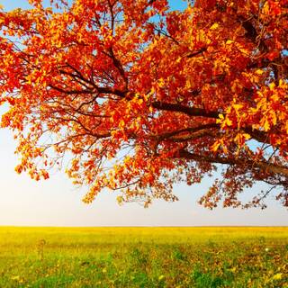 2560x1440 autumn orange wallpaper