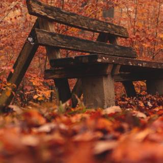 2560x1440 autumn orange wallpaper