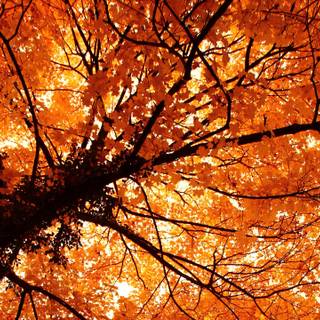2560x1440 autumn orange wallpaper