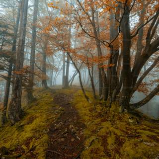 Fog autumn desktop wallpaper