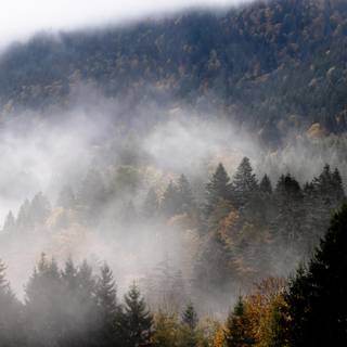 Fog autumn desktop wallpaper