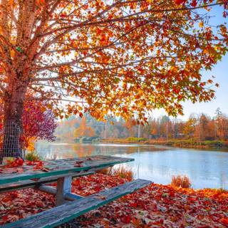 2560x1440 autumn orange wallpaper