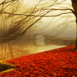 Fog autumn desktop wallpaper