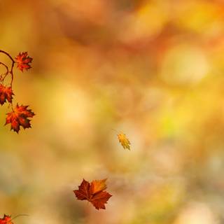 2560x1440 autumn orange wallpaper