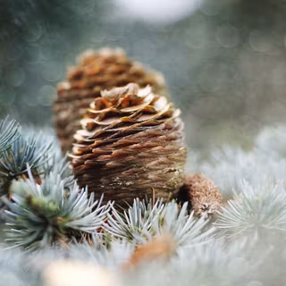 Windows 11 Christmas wallpaper