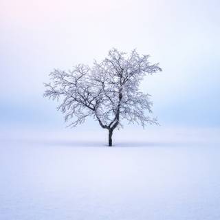 Winter minimalist ultrawide wallpaper