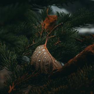 Windows dark autumn wallpaper