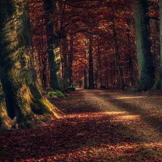 Windows dark autumn wallpaper